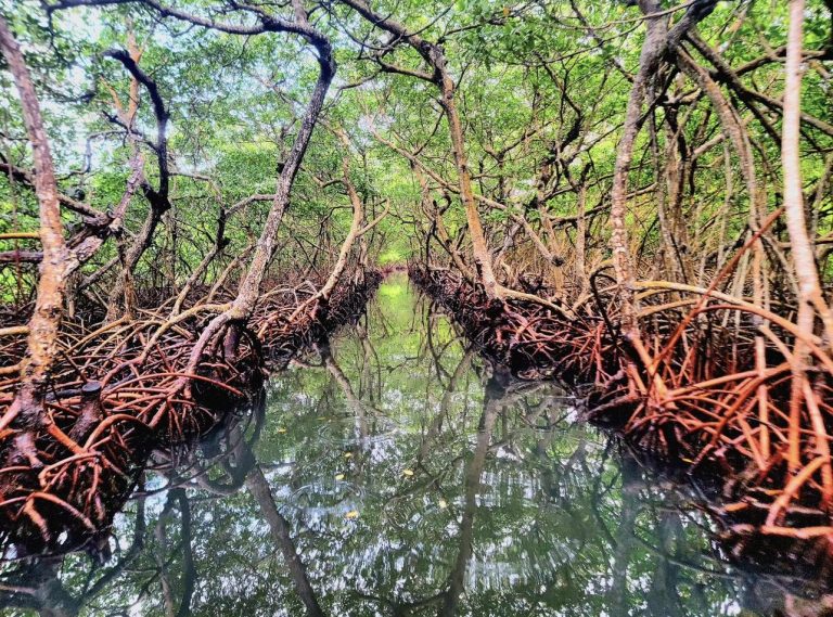 Top 3 mangrove tour Roatan
