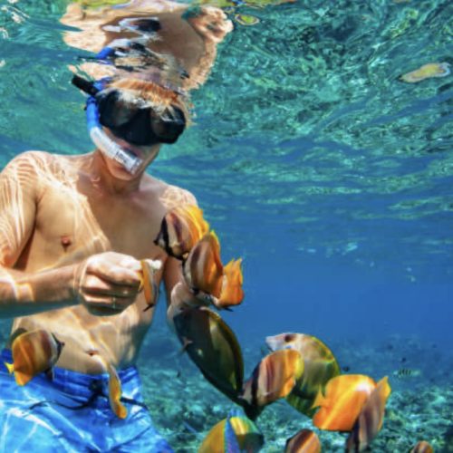 best snorkeling excursions in roatan honduras
