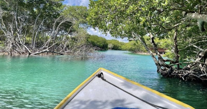 mangrove tour roatan