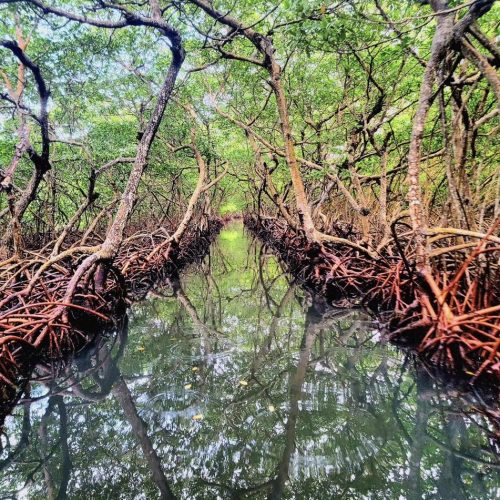 Top 3 mangrove tour Roatan