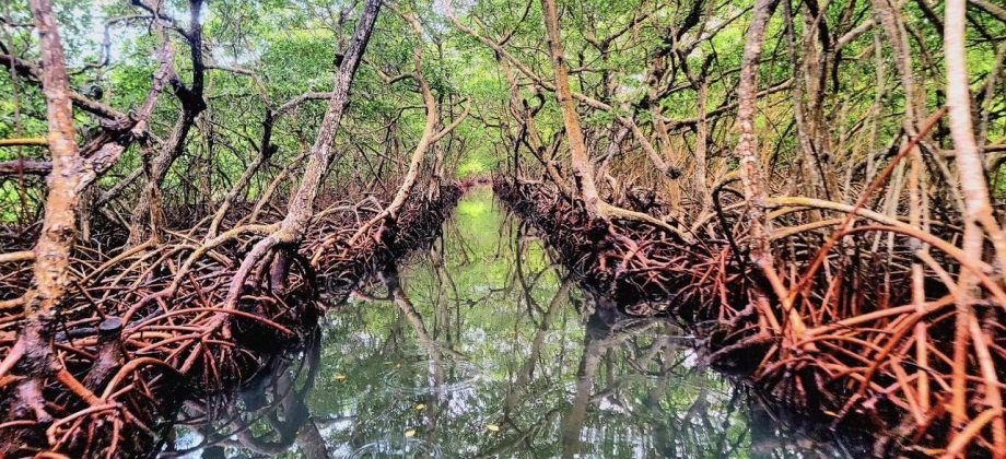 Top 3 mangrove tour Roatan