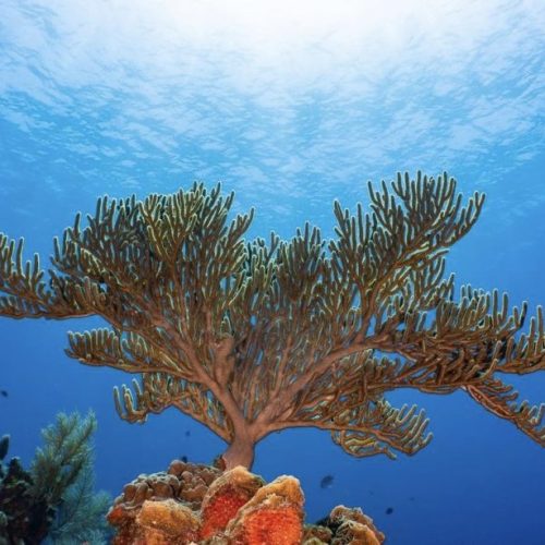 Snorkel in West Bay, Roatan, Honduras